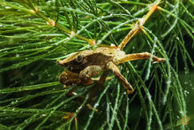 Lade das Bild in den Galerie-Viewer, Pompomkrabbe | Lebt unter Wasser | Ptychognathus barbatus versteckt sich im Hornkraut
