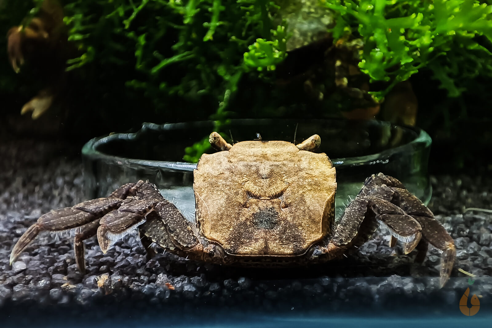 Pompomkrabbe | Lebt unter Wasser | Ptychognathus barbatus im Aquarium