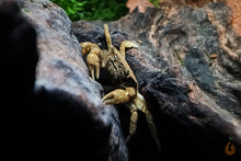 Lade das Bild in den Galerie-Viewer, Pompomkrabbe | Lebt unter Wasser | Ptychognathus barbatus zwischen 2 Wurzeln
