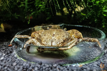 Lade das Bild in den Galerie-Viewer, Pompomkrabbe | Lebt unter Wasser | Ptychognathus barbatus im Aquascaping Aquarium
