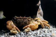 Lade das Bild in den Galerie-Viewer, Pompomkrabbe | Lebt unter Wasser | Ptychognathus barbatus im Aquascape Aquarium
