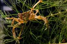 Lade das Bild in den Galerie-Viewer, Pompomkrabbe | Lebt unter Wasser | Ptychognathus barbatus chillt im Hornkraut
