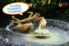 Lade das Bild in den Galerie-Viewer, Pompomkrabbe | Lebt unter Wasser | Ptychognathus barbatus frisst den Aqua Birne Premium Pudding
