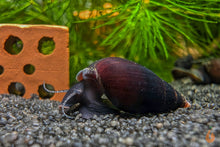 Lade das Bild in den Galerie-Viewer, Purple Haze Schnecke | Melanopsis Buccinoidea - Rarität im Wasserschneckenaquarium
