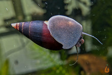 Lade das Bild in den Galerie-Viewer, Purple Haze Schnecke | Melanopsis Buccinoidea - Rarität Fuß an der Aquariumscheibe

