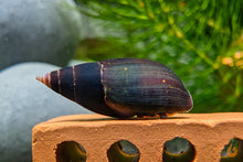 Lade das Bild in den Galerie-Viewer, Purple Haze Schnecke | Melanopsis Buccinoidea - Rarität im Aquarium
