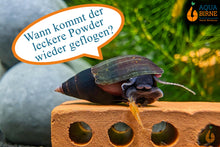 Lade das Bild in den Galerie-Viewer, Purple Haze Schnecke | Melanopsis Buccinoidea - Rarität liebt den Powder von Aqua Birne
