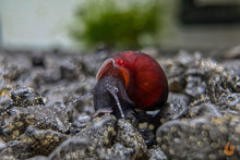 Lade das Bild in den Galerie-Viewer, Purple Haze Schnecke | Melanopsis Buccinoidea - Rarität im Garnelenaquarium

