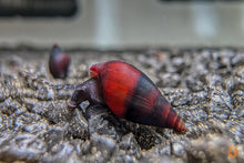 Lade das Bild in den Galerie-Viewer, Purple Haze Schnecke | Melanopsis Buccinoidea - Rarität im Aquascaping Aquarium
