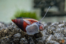 Lade das Bild in den Galerie-Viewer, Purple Haze Schnecke | Melanopsis Buccinoidea - Rarität im Nanoaquarium

