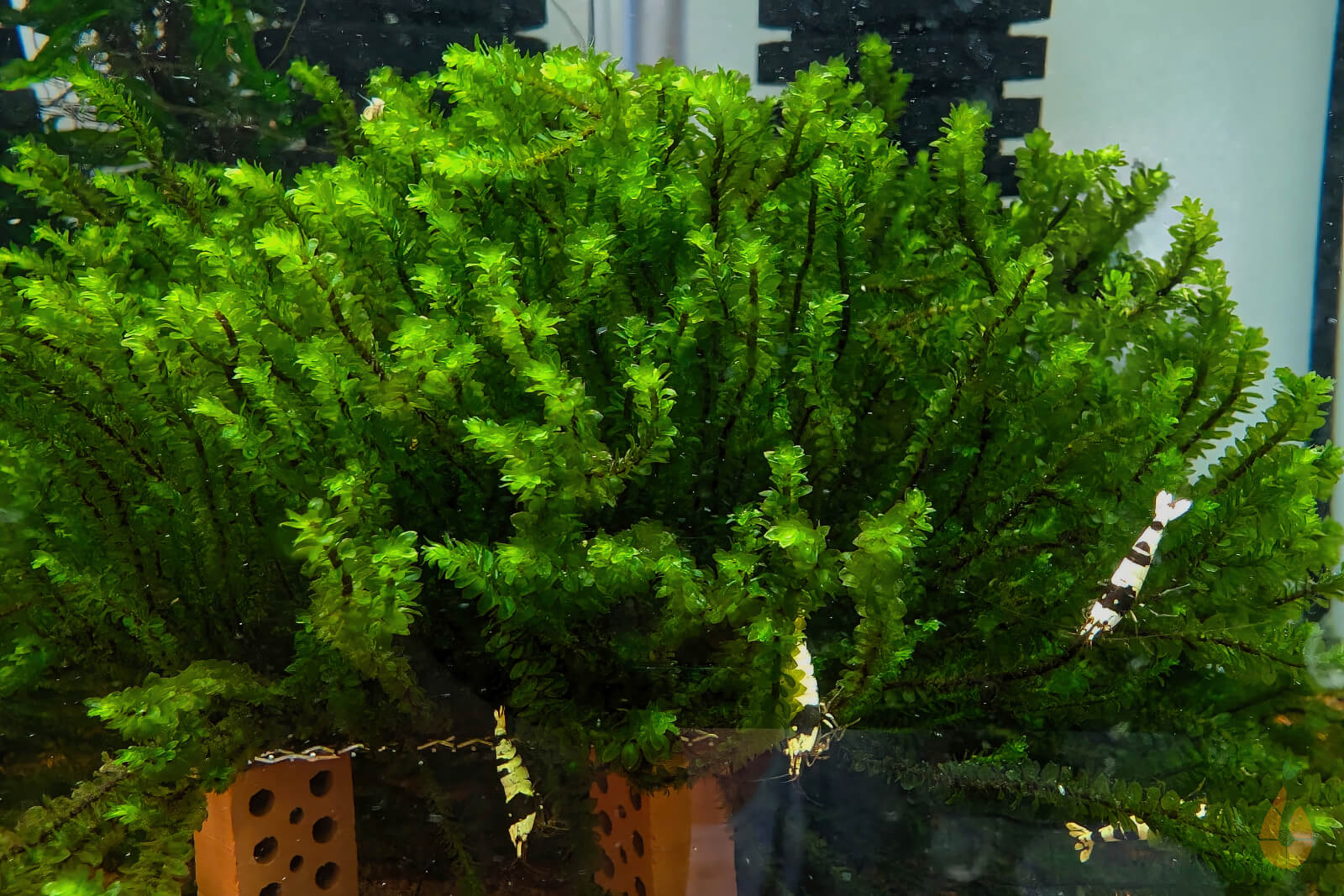 Rare Moos | Distichophyllum sp. 