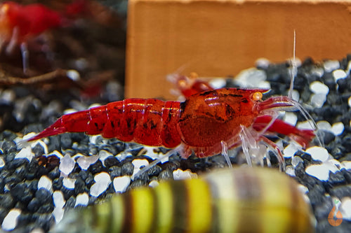 Red Devil Garnele | Orange Eye / OE | Caridina sp. im Aquarium