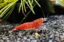Lade das Bild in den Galerie-Viewer, Red Lapiz Garnele | Orange Eye / OE | Caridina sp. im Aquascaping Aquarium
