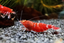 Lade das Bild in den Galerie-Viewer, Red Lapiz Garnele | Orange Eye / OE | Caridina sp. im Nanoaquarium
