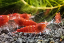 Lade das Bild in den Galerie-Viewer, Red Lapiz Garnele | Orange Eye / OE | Caridina sp. im Nano Aquarium
