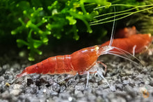 Lade das Bild in den Galerie-Viewer, Red Lapiz Garnele | Orange Eye / OE | Caridina sp. im Garnelenaquarium
