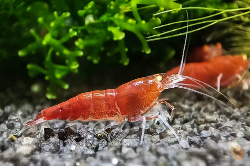 Red Lapiz Garnele | Orange Eye / OE | Caridina sp. im Garnelenaquarium