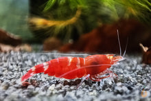 Lade das Bild in den Galerie-Viewer, Red Lapiz Garnele | Orange Eye / OE | Caridina sp.
