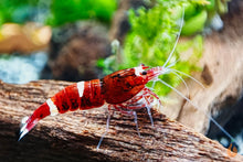 Lade das Bild in den Galerie-Viewer, Red Ruby Garnele | Caridina sp. Taiwan Bee im Garnelenaquarium
