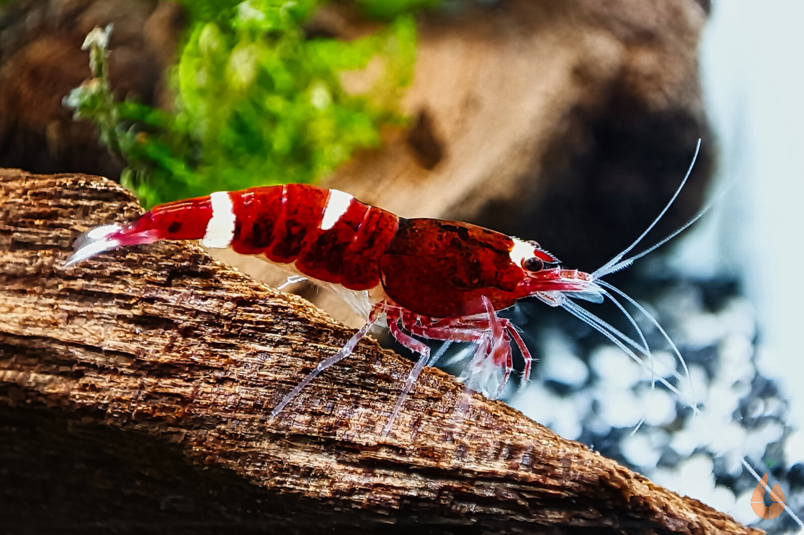 Red Ruby Garnele | Caridina sp. Taiwan Bee im Aquarium
