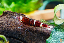 Lade das Bild in den Galerie-Viewer, Red Ruby Garnele | Caridina sp. Taiwan Bee im Aquascape Aquarium

