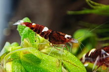 Lade das Bild in den Galerie-Viewer, Red Ruby Garnele | Caridina sp. Taiwan Bee im Schnecken Aquarium
