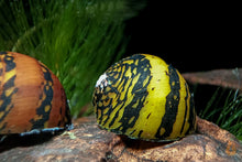 Lade das Bild in den Galerie-Viewer, Ring Rennschnecke / Napfschnecke | Neritina sp. im Naturaquarium
