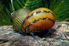 Lade das Bild in den Galerie-Viewer, Ring Rennschnecke / Napfschnecke | Neritina sp. im Aquascaping Aquarium
