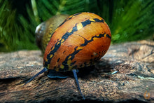 Lade das Bild in den Galerie-Viewer, Ring Rennschnecke / Napfschnecke | Neritina sp. auf einer Aquariumwurzel
