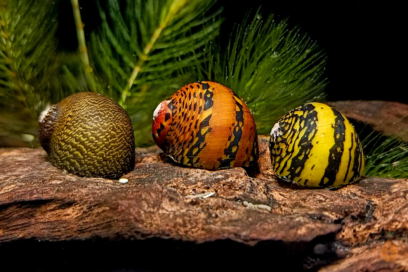 Ring Rennschnecken / Napfschnecken | Neritina sp. im Aquarium