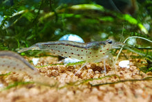 Lade das Bild in den Galerie-Viewer, Rote Amano Garnele / Amanogarnele | TOP Algenfresser | Caridina multidentata var. Red im Aquascape Aquarium
