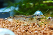 Lade das Bild in den Galerie-Viewer, Rote Amano Garnele / Amanogarnele | TOP Algenfresser | Caridina multidentata var. Red im Aquascaping Aquarium
