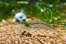 Lade das Bild in den Galerie-Viewer, Rote Amano Garnele / Amanogarnele | TOP Algenfresser | Caridina multidentata var. Red im Nano-Aquarium
