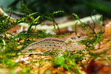 Lade das Bild in den Galerie-Viewer, Rote Amano Garnele / Amanogarnele | TOP Algenfresser | Caridina multidentata var. Red im Nano Aquarium
