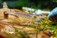 Lade das Bild in den Galerie-Viewer, Rote Amano Garnele / Amanogarnele | TOP Algenfresser | Caridina multidentata var. Red im Aquarium
