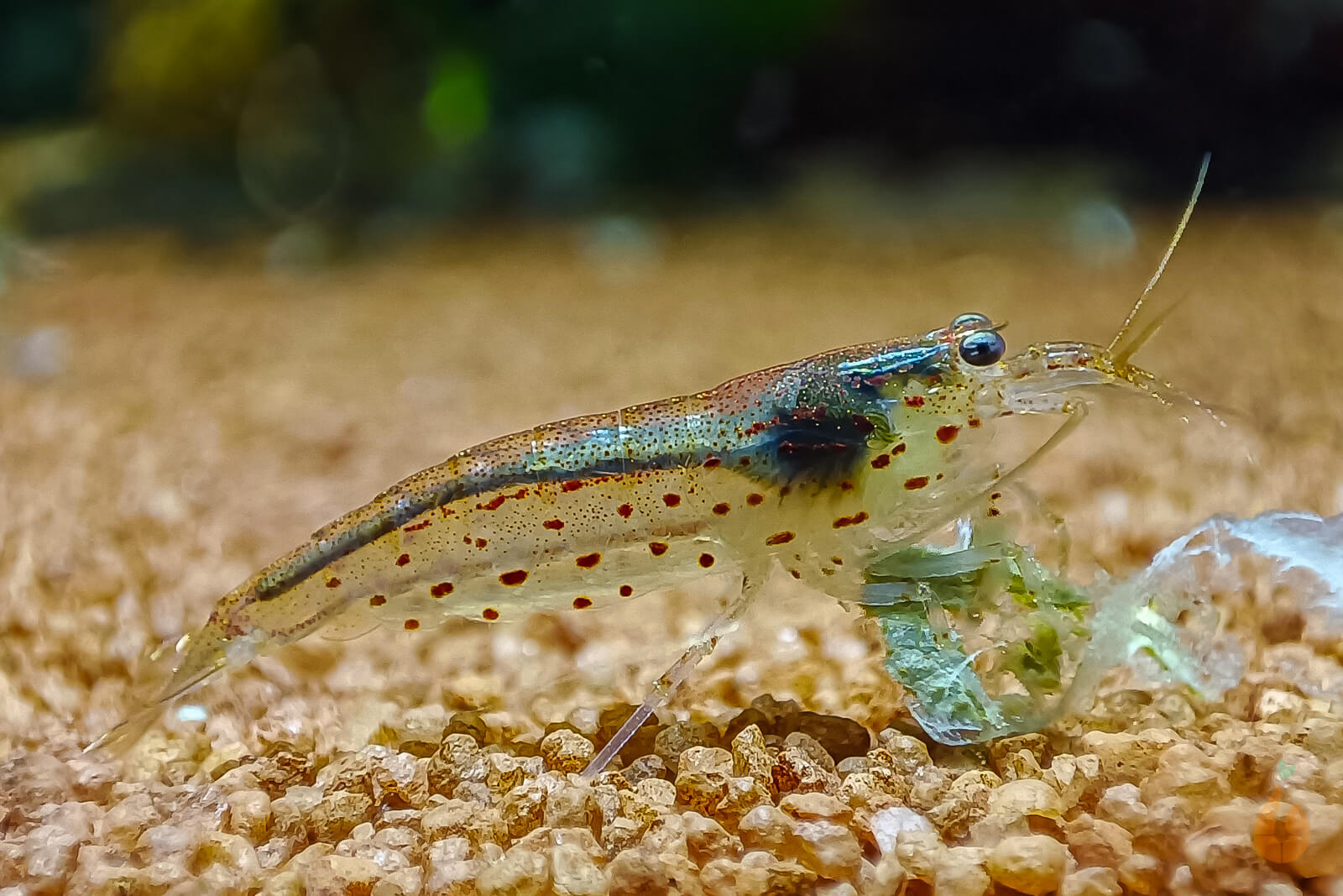 Rote Amano Garnele / Amanogarnele | TOP Algenfresser | Caridina multidentata var. Red