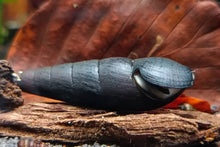 Lade das Bild in den Galerie-Viewer, Rote Lavaschnecke / Teufelsdornschnecke | TDS | Faunus ater &quot;Lava&quot; im Schnecken quarium
