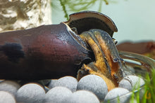 Lade das Bild in den Galerie-Viewer, Rote Lavaschnecke / Teufelsdornschnecke | TDS | Faunus ater &quot;Lava&quot; im Aquarium
