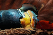 Lade das Bild in den Galerie-Viewer, Rote Lavaschnecke / Teufelsdornschnecke | TDS | Faunus ater &quot;Lava&quot; im Aquascaping Aquarium
