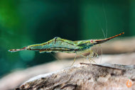 Rote Nashorngarnele / Pinocchio Garnele | Caridina gracilirostris im Garnelenaquarium