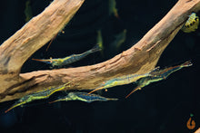 Lade das Bild in den Galerie-Viewer, Rote Nashorngarnele / Pinocchio Garnele | Caridina gracilirostris im Garnelenbecken
