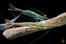 Lade das Bild in den Galerie-Viewer, Rote Nashorngarnele / Pinocchio Garnele | Caridina gracilirostris im Nanoaquarium
