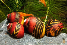 Lade das Bild in den Galerie-Viewer, Bunter Rennschnecken / Napfschnecken Mix | Neritina / Vittina sp. im Schneckenaquarium
