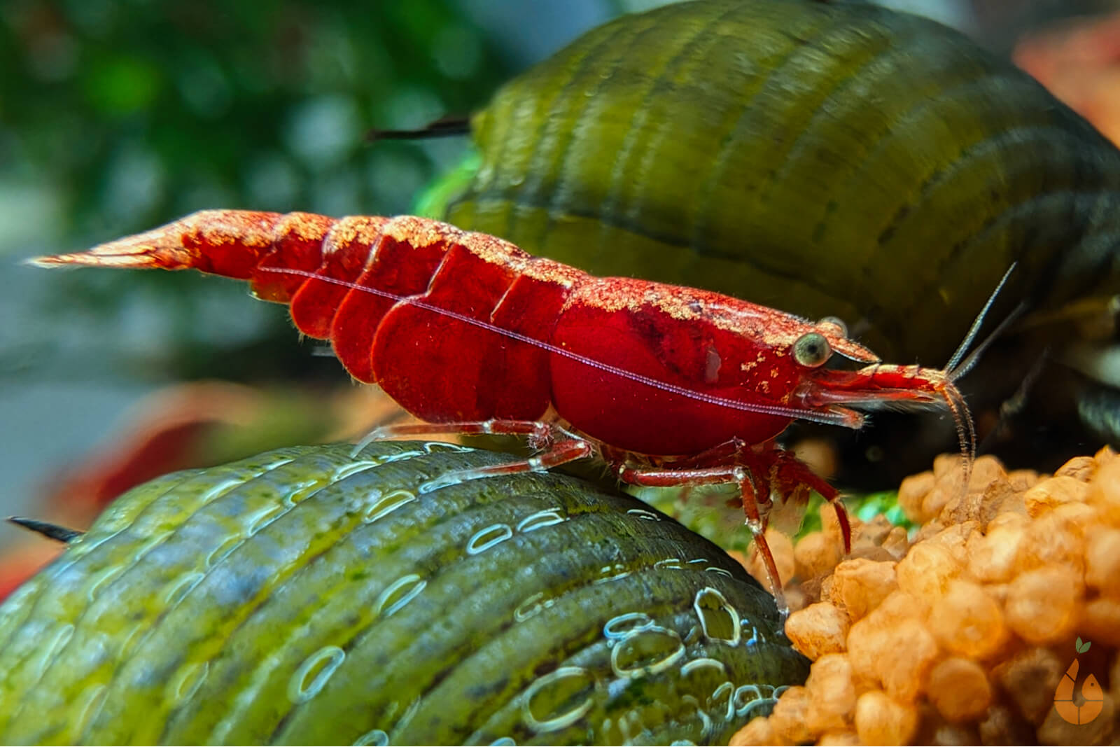 Rote Sakura Rückenstrich Garnele | Neocaridina davidi 