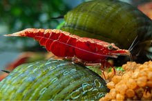 Lade das Bild in den Galerie-Viewer, Rote Sakura Rückenstrich Garnele | Neocaridina davidi &quot;Red Sakura Backline&quot; im Aquarium
