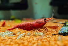 Lade das Bild in den Galerie-Viewer, Rote Sakura Rückenstrich Garnele | Neocaridina davidi &quot;Red Sakura Backline&quot; im Garnelenaquarium
