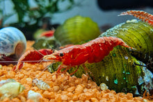 Lade das Bild in den Galerie-Viewer, Rote Sakura Rückenstrich Garnele | Neocaridina davidi &quot;Red Sakura Backline&quot; im Nano Aquarium
