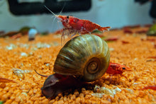 Lade das Bild in den Galerie-Viewer, Rote Sakura Rückenstrich Garnele | Neocaridina davidi &quot;Red Sakura Backline&quot; im Nanoaquarium
