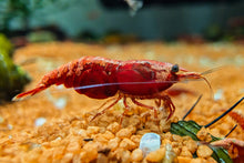 Lade das Bild in den Galerie-Viewer, Rote Sakura Rückenstrich Garnele | Neocaridina davidi &quot;Red Sakura Backline&quot; im Schnecken Aquarium
