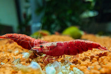 Lade das Bild in den Galerie-Viewer, Rote Sakura Rückenstrich Garnele | Neocaridina davidi &quot;Red Sakura Backline&quot; im Aquascape Aquarium
